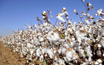 Shuttin 'on the cotton market | कापसाच्या बाजारपेठेत शुकशुकाट