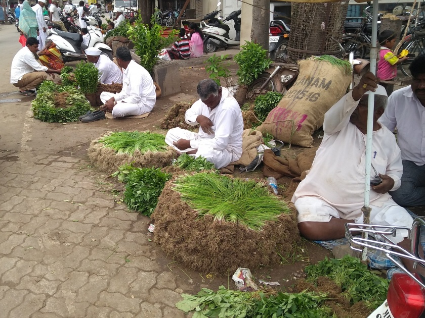 Demand for strong plants in the phalanan market | फलटणच्या बाजारात तरकारी रोपांना मागणी, शेतकरी तरकारी पिकांकडे