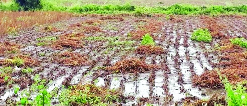Photo of crop loss sought by the Agriculture Commission | कृषी आयुक्तालयाने मागविली पीक नुकसानाची छायाचित्रे