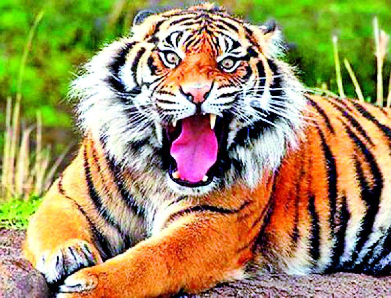 View of the tiger in the Kishala-Ghodadara area | किन्हाळा-घोडदरा परिसरात वाघाचे दर्शन