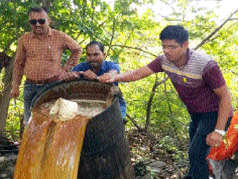 In the Butenath valley, an illegal liquor barrier was launched | बुट्टेनाथ दरीत अवैध मद्यनिर्मिती केंद्रावर धाड