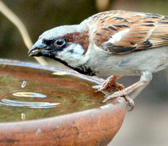 Heavy heat hits birds; Sparrows Due to summer | प्रखर उष्णतामानाचा पशुपक्ष्यांना फटका; चिमण्यांचा होतोय मृत्यू