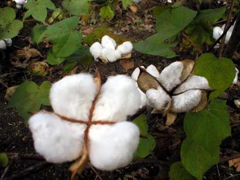 The burden of buying cotton; farmers ignored | सत्ता स्थापनेच्या तिढ्याने कापूस खरेदीचा गुंता; शेतकरी वाऱ्यावर