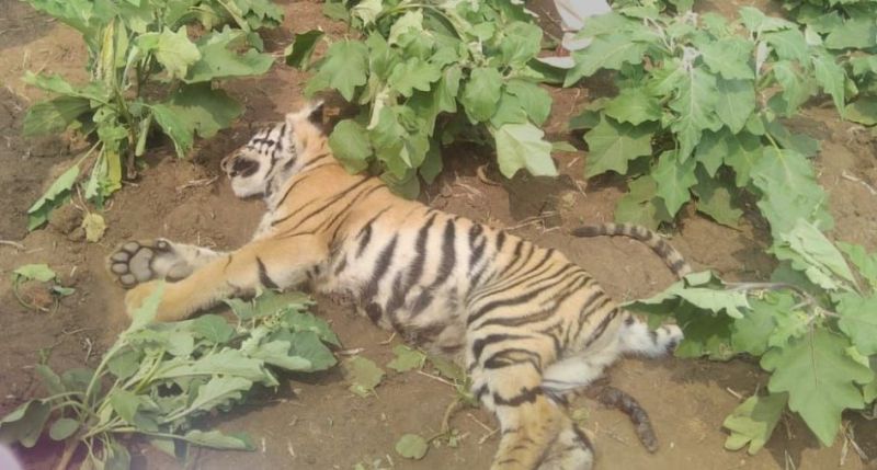 Death of a leased tiger in Kothari forest area in Chandrapur district | चंद्रपूर जिल्ह्यात कोठारी वनक्षेत्रात पट्टेदार वाघाचा मृत्यू