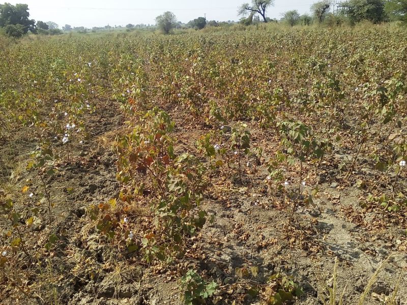 Attack on Cotton and Disease Invasion in Wardha District | वर्धा जिल्ह्यात कापसावर लाल्या व मर रोगाचे आक्रमण