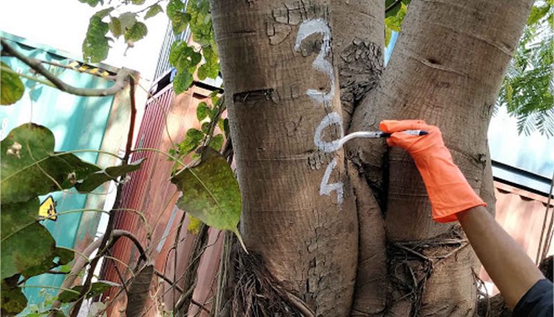 Corona disrupts tree census in Nagpur! | कोरोनामुळे नागपुरातील वृक्षगणनेत विघ्न!
