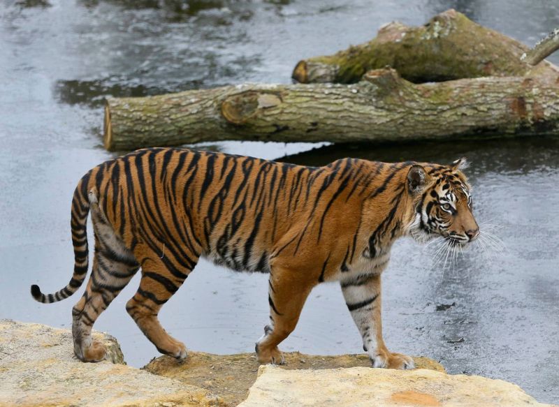 Tigress death in Tadoba, trapped in electrical wires | तारांमध्ये अडकून ताडोबातील वाघिणीचा मृत्यू