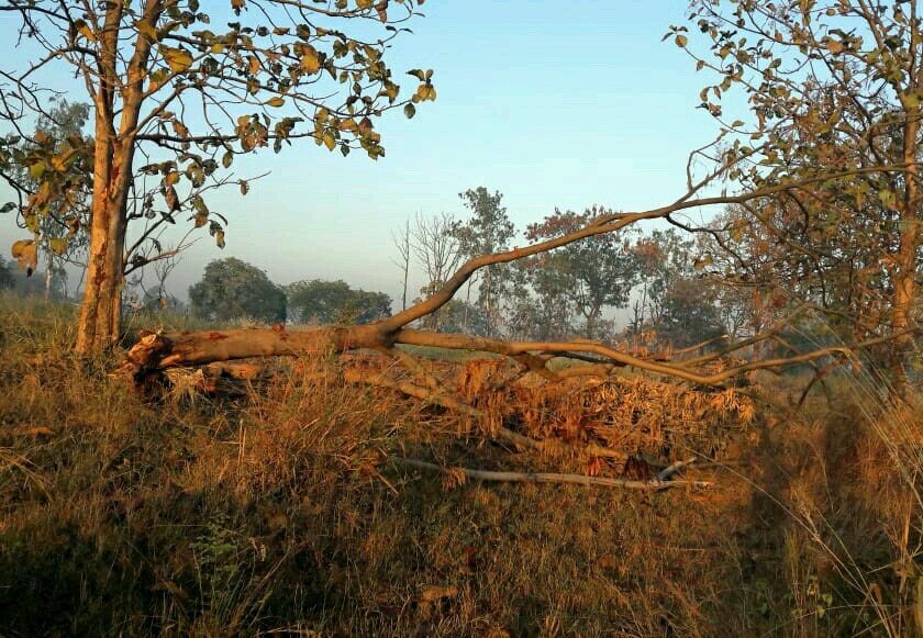 Kolhapur: Excellent break of trees in the field of agricultural research center | कोल्हापूर :  कृषी संशोधन केंद्राच्या जागेतील वृक्षांची बेसुमार तोड