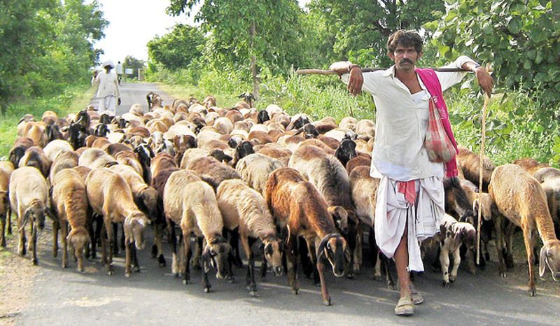In Bhandara district, shepherds search for fodder | भंडारा जिल्ह्यात मेंढपाळ चारा-पाण्याच्या शोधात