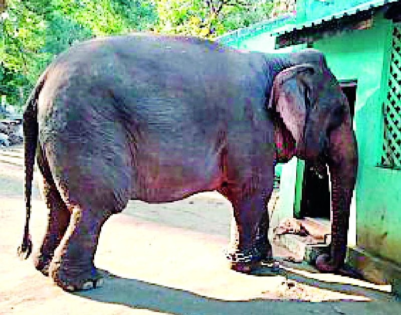 Nomad to Kamkari Elephant in Melghat | मेळघाटात कामकरी हत्तीला गूळपोळीचा नाष्टा