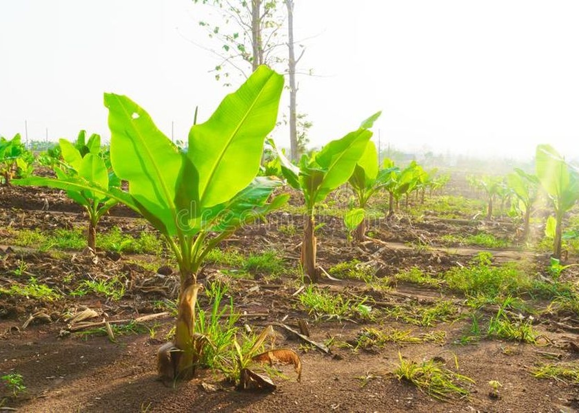  Banana plantations due to lack of water in the Keelpatta of Raver-Yaval taluka | रावेर- यावल तालुक्यातील केळीपट्ट्यात पाण्याअभावी केळी लागवड रखडली