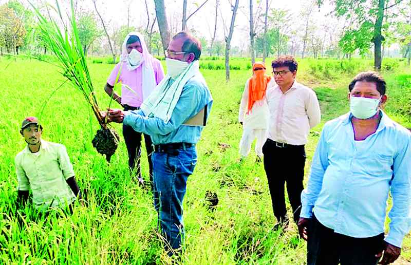 Farmers worried over summer paddy crop | उन्हाळी धान पिकावर अज्ञात रोगाच्या सावटाने शेतकरी चिंतेत