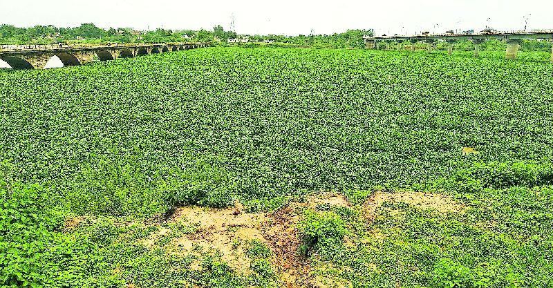 The shape of green lawn came to Wainganga | वैनगंगेला आले हिरव्या लॉनचे स्वरूप