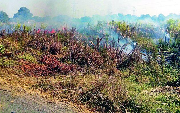 Farmers Burned Sugarcane | शेतकऱ्यांनी जाळला ऊस