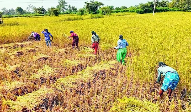 Paddy harvesting season is in full swing in the district | जिल्ह्यात धान कापणीचा हंगाम जोमात