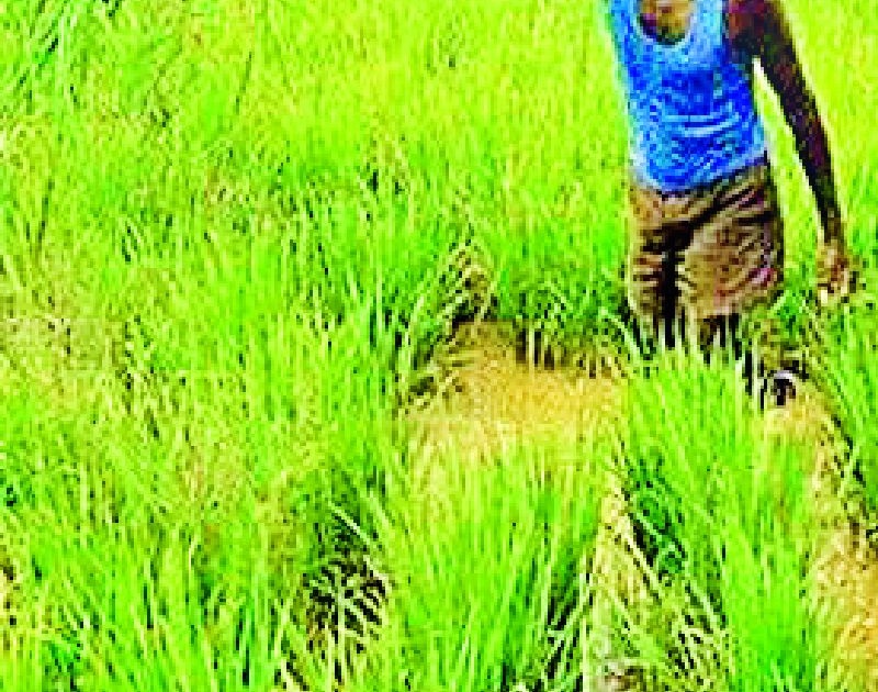 Provide crop loans promptly to the farmers | शेतकऱ्यांना तातडीने पीक कर्ज द्यावे