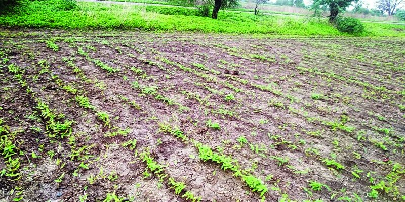 No rain in Akola district; Risk of Re- sowing; Farmer worried! | पेरण्या उलटण्याचा धोका; शेतकरी चिंतेत!