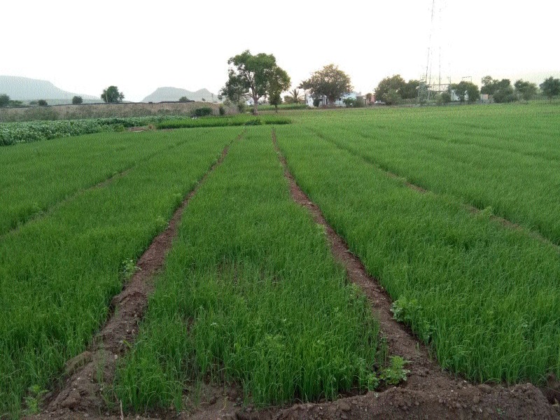 Farmers ready for cultivation of onion | शेतकरी कांदा लागवडीसाठी सज्ज