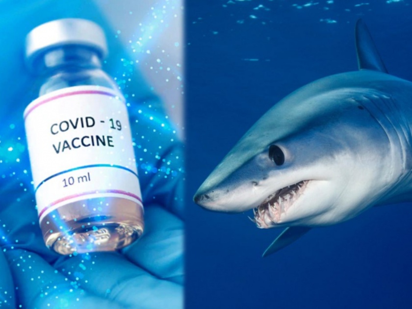 5 lakh sharks to be killed for covid 19 vaccine doses say expert | धक्कादायक! कोरोना वॅक्सीनसाठी तब्बल ५ लाख शार्कची केली जाणार हत्या, वापरलं जाणार माशाचं तेल