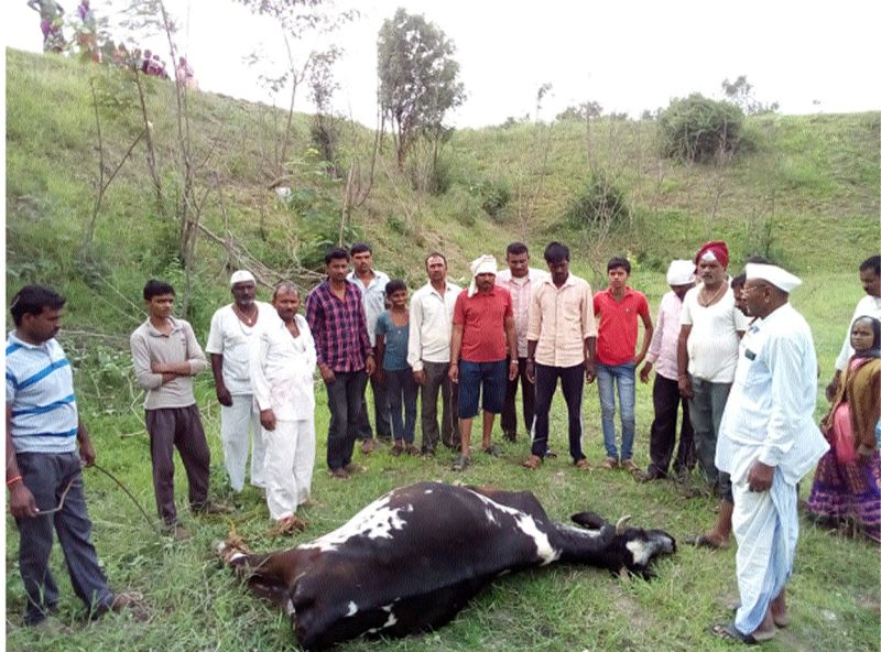 Cure poisonous snake bites at Rampur and dies on the spot | रायपूर येथे गायीचा विषारी साप चावून जागीच मृत्यू