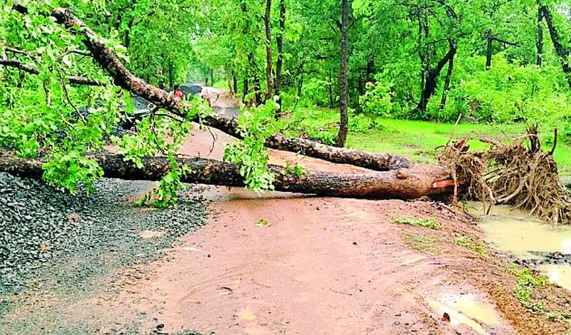 Roads closed due to falling trees | झाडे कोसळल्याने मार्ग बंद