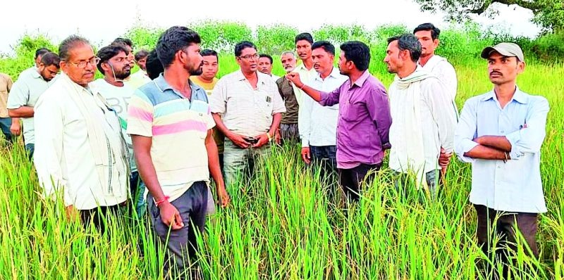 Weeds of 626 hectares of germinated rice crop became weeds | 626 हेक्टरमधील गर्भावस्थेत असलेल्या धानपिकाचे झाले तणस