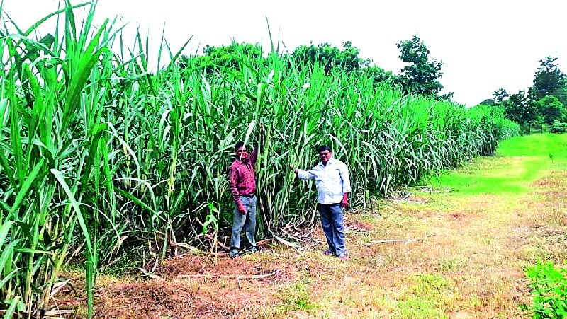 Farmers are being able to cultivate sugarcane | ऊस लागवडीतून शेतकरी होत आहेत सक्षम