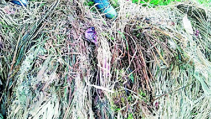 Returns rains affect paddy in 19 thousand hectares | परतीच्या पावसाने १९ हजार हेक्टरमधील धानपीक बाधित