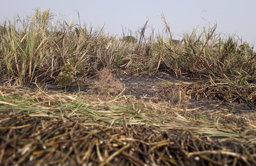 Moccoli trees burnt with 12 acres of sugarcane | १२ एकर उसासह मोसंबीची झाडे जळाली