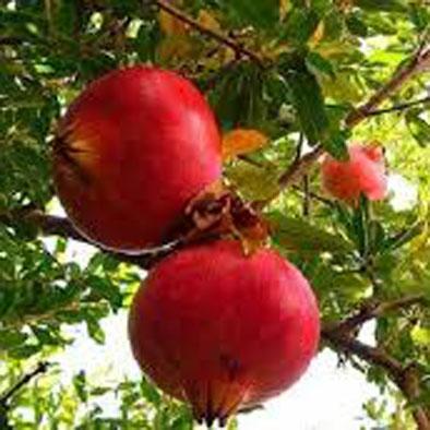 Roshan, pomegranate and pearl get insurance cover in Jalna district | जालना जिल्ह्यात मोसंबी, डाळिंब, पेरुला विम्याचे कवच