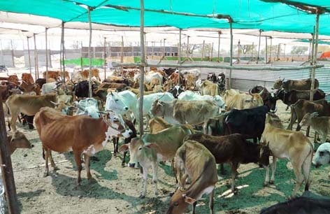 6 thousand animals in 27 fodder camps | २७ चारा छावण्यांमध्ये सहा हजार जनावरे