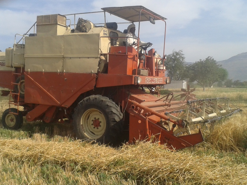 Beginning wheat harvesting in Khamkhheda area | खामखेडा परिसरात गहू काढणीस सुरवात