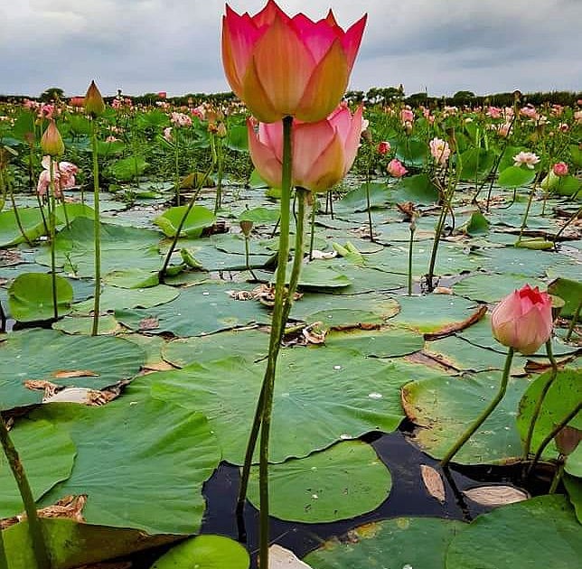 Thousands of lotus flowers bloomed in the reservoir of Nandurmadhameshwar | नांदूरमधमेश्वरच्या जलाशयात फुलले सहस्त्र कमळपुष्प