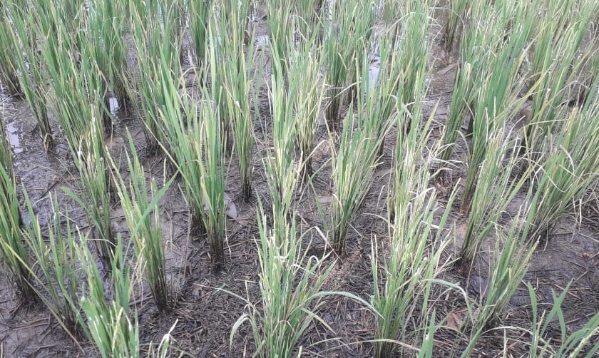 Crisis of taxa on rice crops | भात पिकांवर करपा रोगाचे संकट