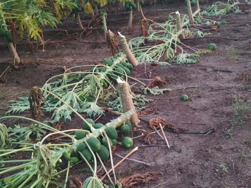 Damage by cutting and cutting papaya trees in the field | शेतातील पपईची झाडे कापून फेकल्याने नुकसान