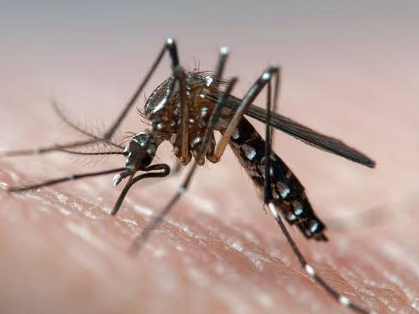 Four people in the same family suffer from dengue | एकाच कुटूंबातील चौघांना डेंग्यूची लागण