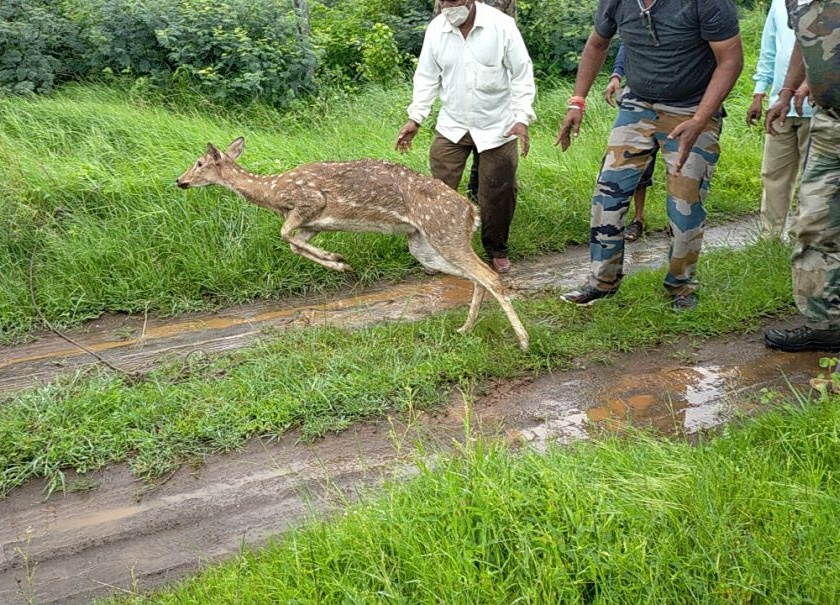 Chital, who had accidentally settled in an urban area, was released back into the forest | वाट चुकून नागरी वस्तीत आलेल्या ‘चितळ’ला पुन्हा सोडले वनक्षेत्रात