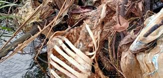 A human skeleton was found in a field near Wadalkar settlement | वडाळकर वस्तीजवळील शेतात सापडला मानवी सांगाडा