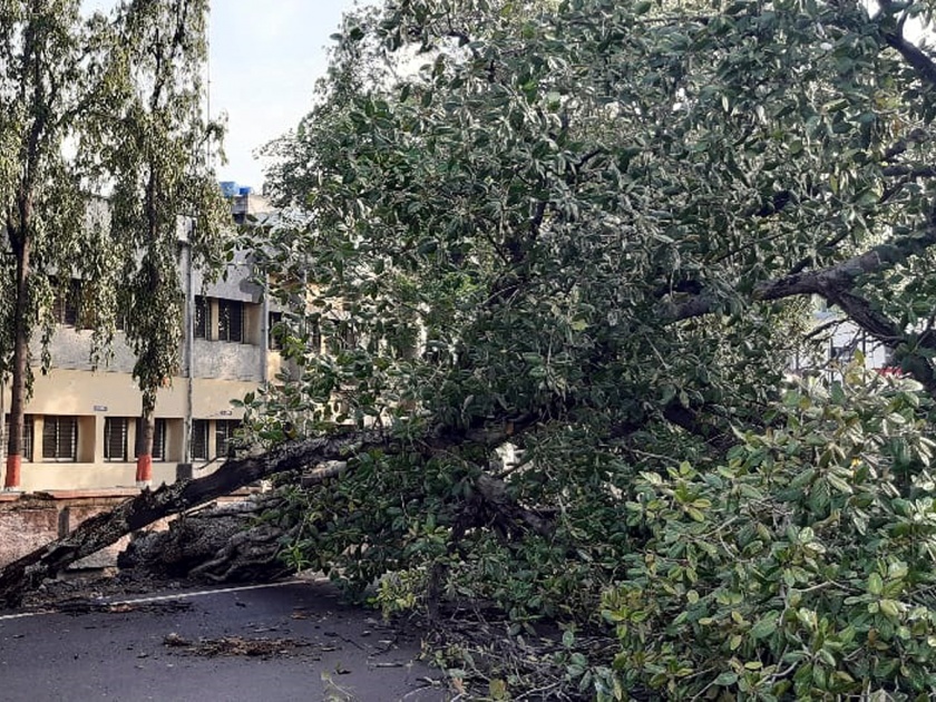 Parbhani: Another tree collapses | परभणी : आणखी एक झाड कोसळले