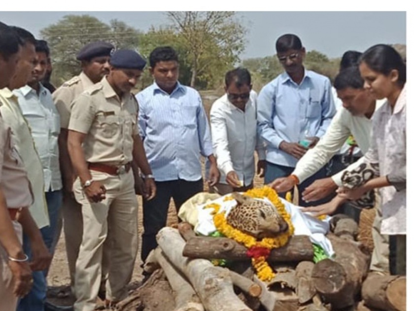 Death of 'those' leopards in Chalisgaon taluka by poisoning | चाळीसगाव तालुक्यात ‘त्या’ बिबट्याचा मृत्यू विषबाधेने
