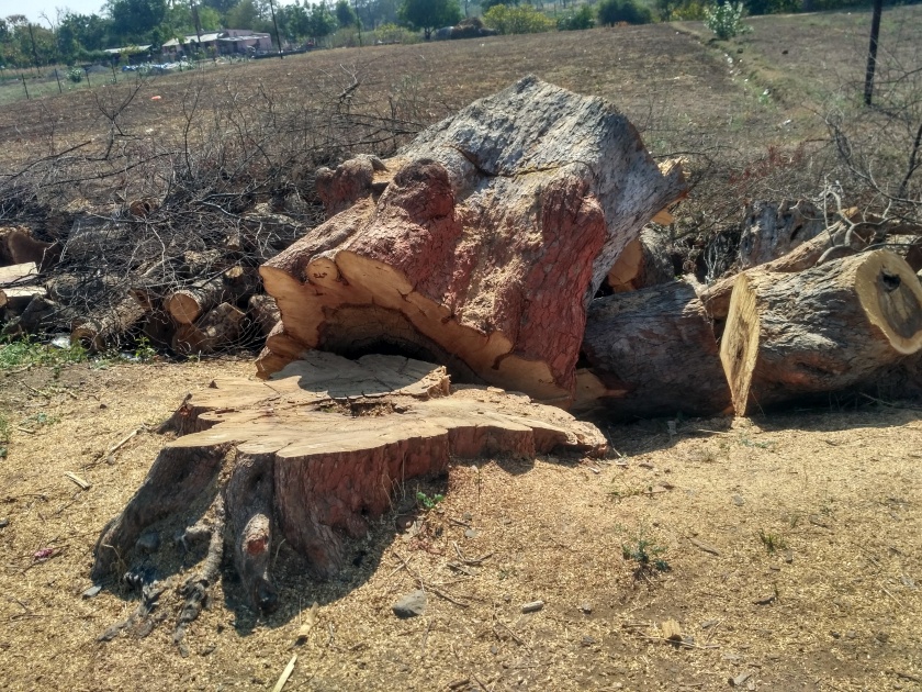 Slaughter of trees for widening the road | रस्ता रूंंदीकरणासाठी वृक्षांची कत्तल