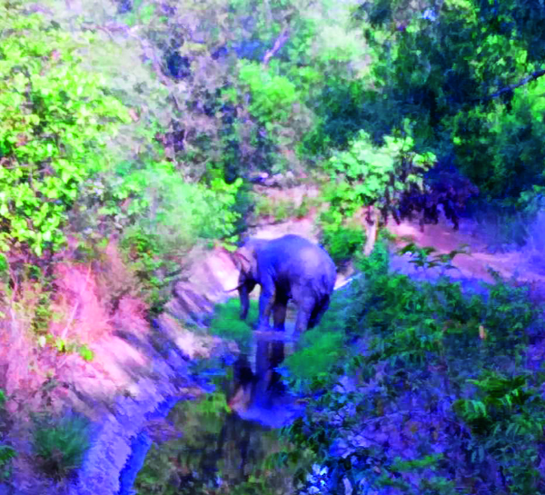 The thrilling chase of elephant in Ghodajewadi, jump in the canal of the sub-district | घोडगेवाडीत हत्तीचा थरारक पाठलाग, उपसरपंचाची कालव्यात उडी