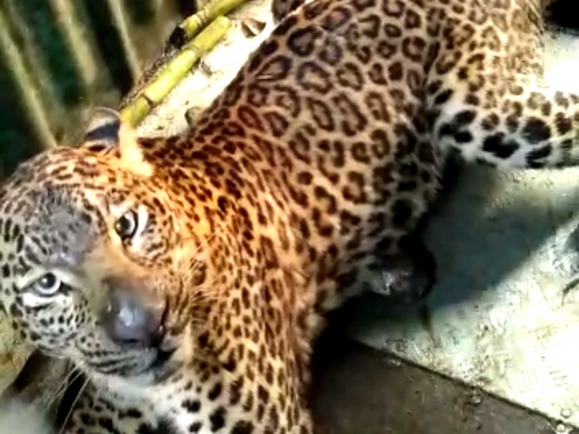  The leopard pierced at the pothre | पाथरे येथे बिबट्या जेरबंद