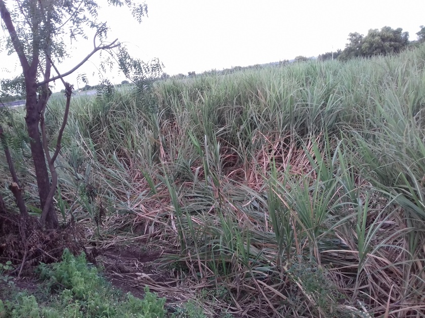 Farmers worried over sugarcane blight | ऊसावर आलेल्या तांबेरी रोगामुळे शेतकरी चिंतेत 