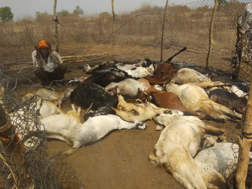 32 goats killed in power outage | विजेची तार तुटून पडल्याने येथील ३२ शेळ्या ठार