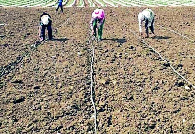 4.28 lakh hectare will be planted | ४.२८ लाख हेक्टरवर होणार लागवड