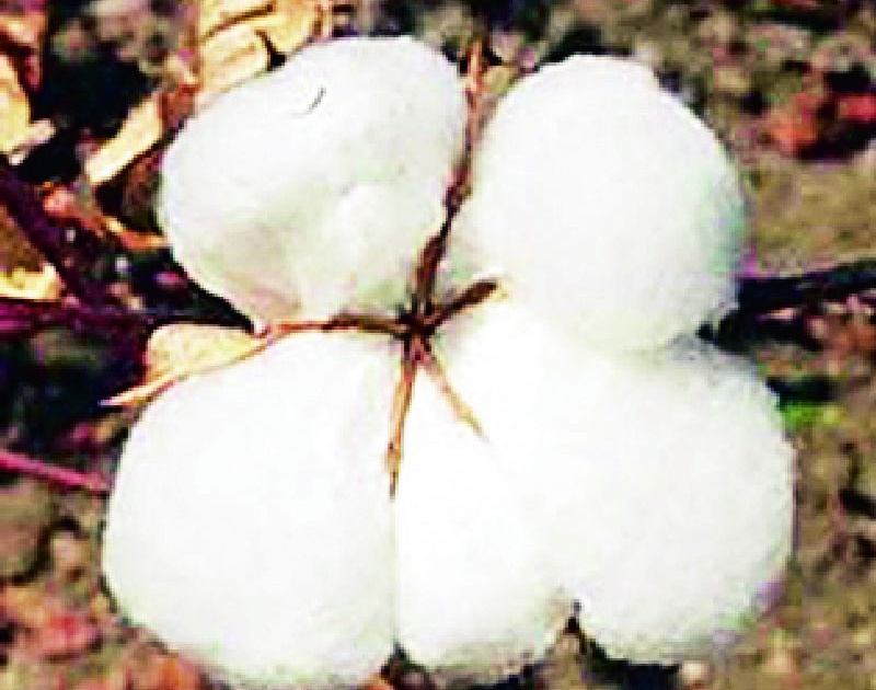 Cotton sowing will increase in Pandharwada taluka | पांढरकवडा तालुक्यात कपाशीचा पेरा वाढणार