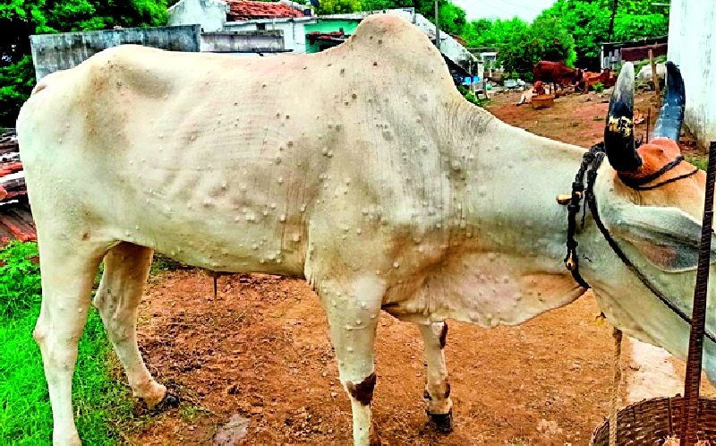 New crisis on livestock in Wani, Maregaon | वणी, मारेगावात पशुधनावर नवे संकट