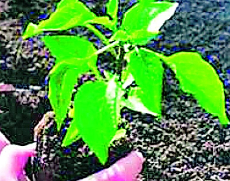 Planting of two and a half lakh trees in the district | जिल्ह्यात अडीच लाख वृक्षांची लागवड