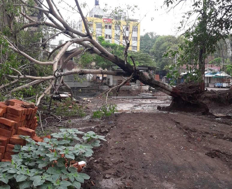 The old banyan tree in front of the east gate of the Kalaram temple collapsed | काळाराम मंदिर दरवाजासमोरचा वृक्ष कोसळला
